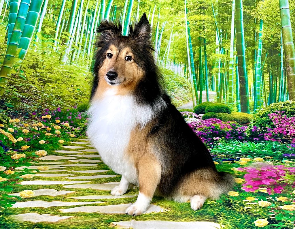 Grooming By Julia | 1817 Tanager Cl NW, Edmonton, AB T5S 0K9, Canada | Phone: (825) 522-3647