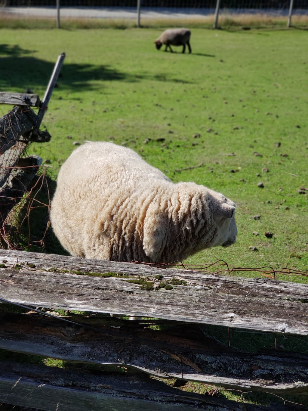 sunset farm | 1325 Sunset Dr, Salt Spring Island, BC V8K 1E2, Canada | Phone: (250) 537-2082