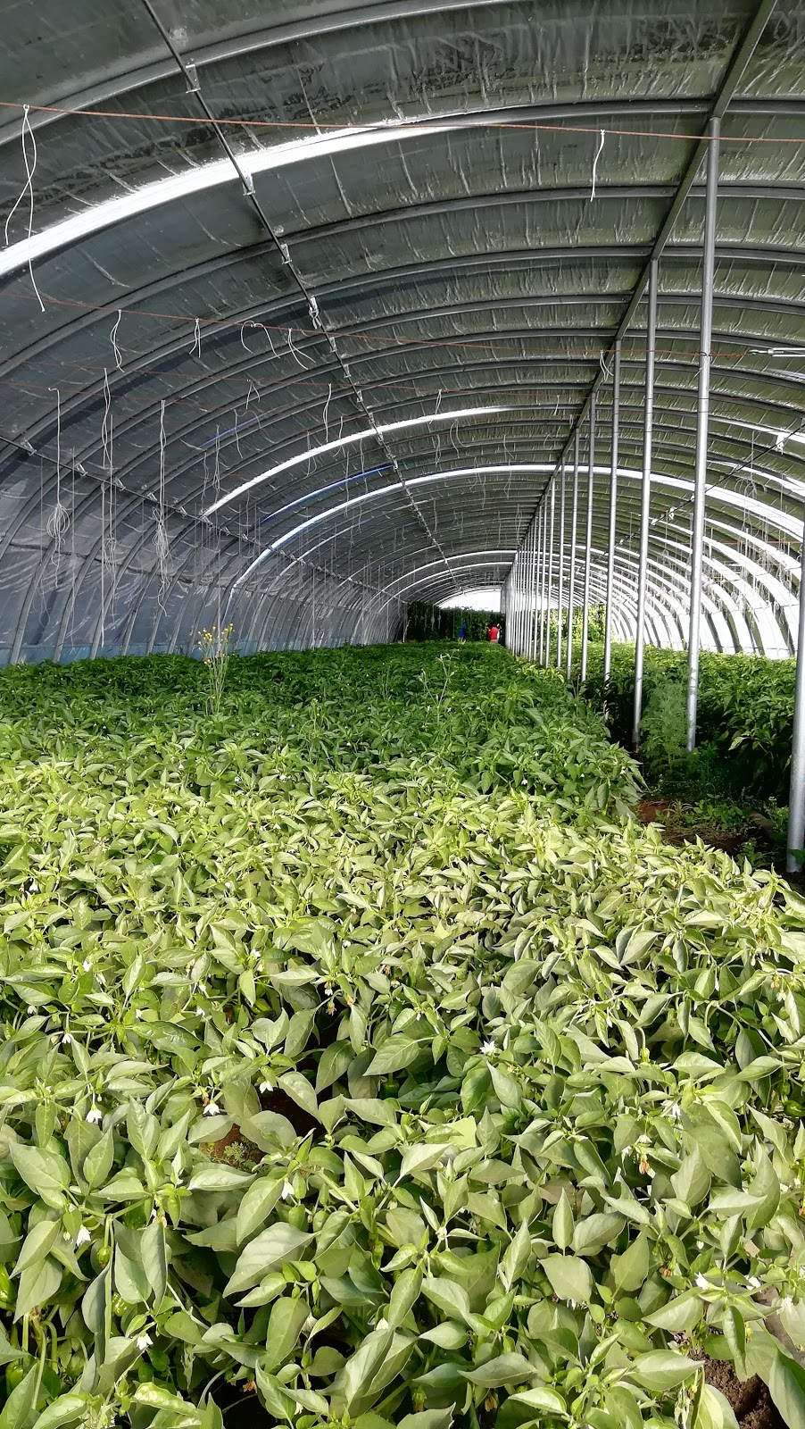 EverSource Farm | Range Rd 292, Carstairs, AB T0M, Canada | Phone: (403) 452-8958