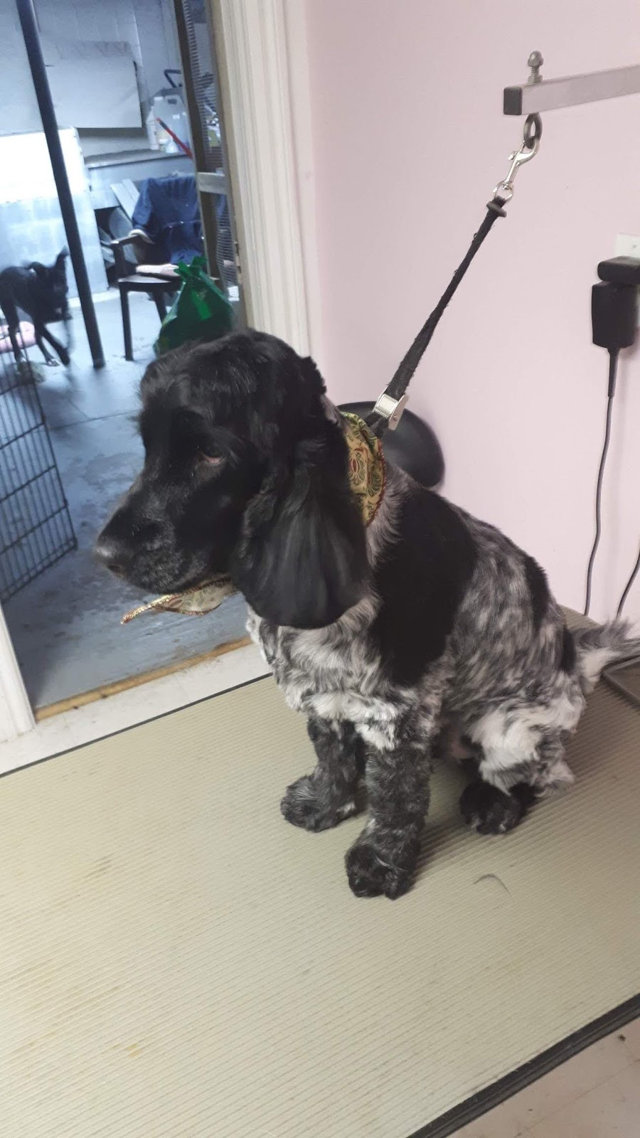 A La Fantaisie Animale | 71 Rue Notre Dame E, Trois-Rivières, QC G8T 4B9, Canada | Phone: (819) 701-3056