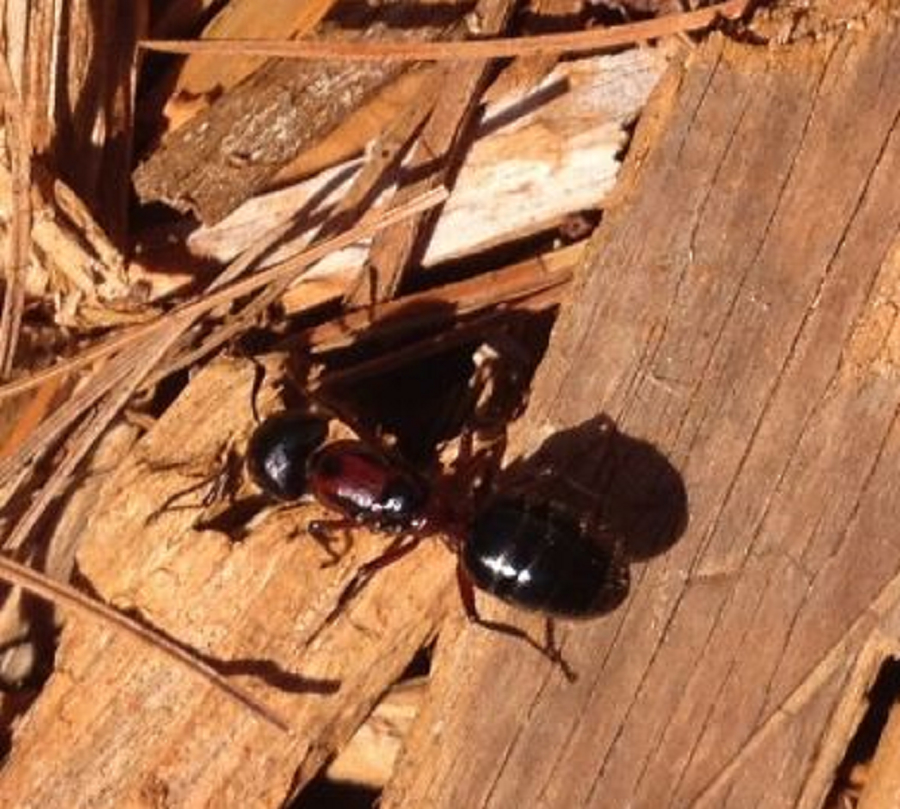 Eco-Choice Pest Control | 1297 Haliburton County Rd 21, Minden, ON K0M 2K0, Canada | Phone: (705) 457-1500