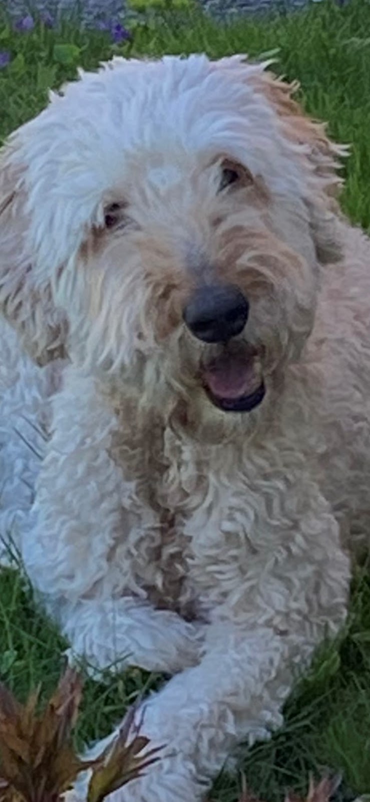 Belleville Animal Hospital | 109 Dundas St E, Belleville, ON K8N 1C3, Canada | Phone: (613) 962-3465