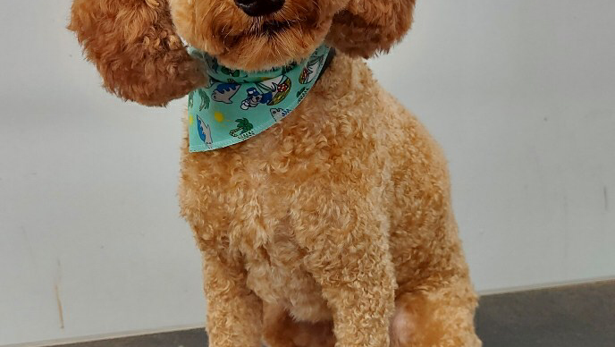 Posh Puppy Salon | 55 Townline, Orangeville, ON L9W 1V3, Canada | Phone: (519) 941-2646