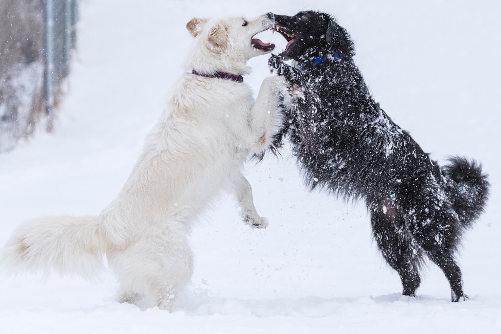 Caledon Animal Shelter | 12889 Coleraine Dr, Bolton, ON L7E 3B5, Canada | Phone: (905) 584-2272 ext. 4698