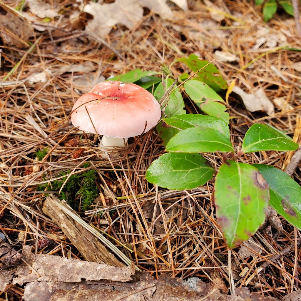 The Islands Provincial Park | 183 Islands Park Rd, Shelburne, NS B0T 1W0, Canada | Phone: (902) 875-4304