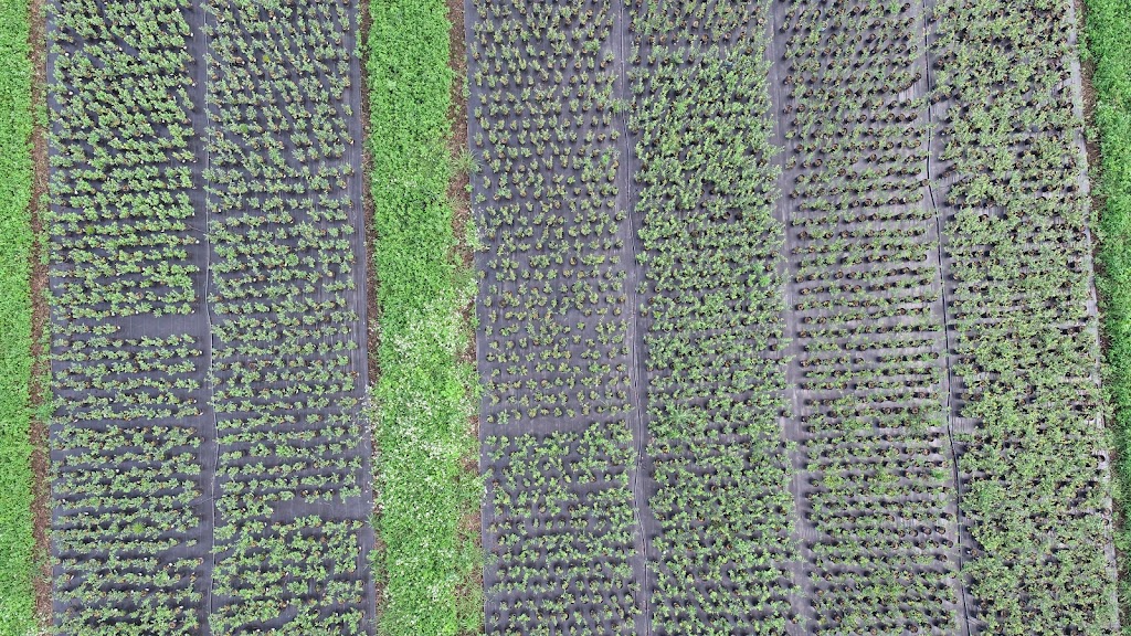 Plaid Shirt Farms Ltd | 225804 Otterville Rd, Otterville, ON N0J 1R0, Canada | Phone: (226) 321-2525