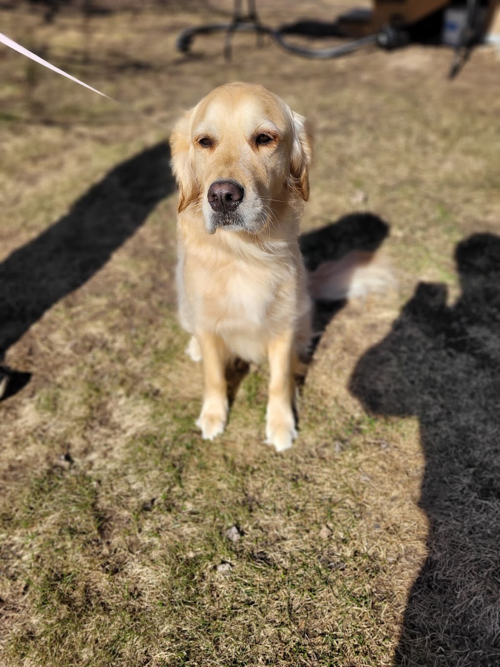 Beautiful Dogs Pet Grooming | 35 Joseph St, Parry Sound, ON P2A 2G3, Canada | Phone: (705) 710-2463