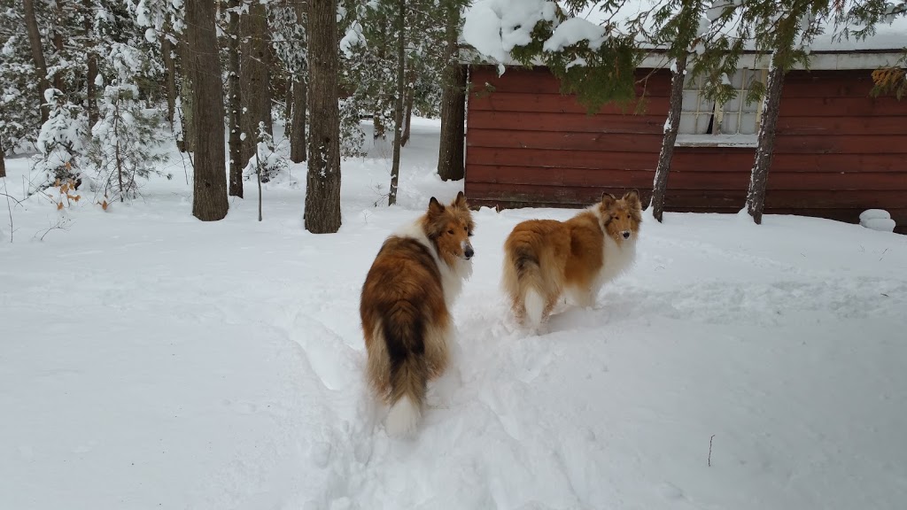 Pet Country Estate | 3087 20th Sideroad, Innisfil, ON L9S 1A8, Canada | Phone: (705) 431-1010