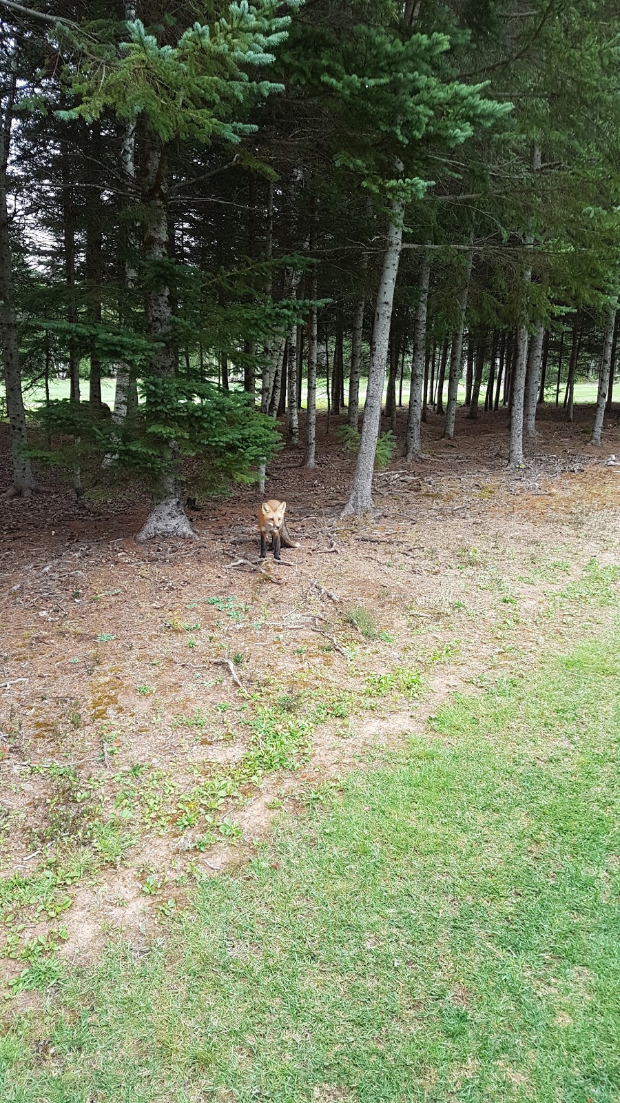 Wallace River Golf Course | 1055 Kerrs Mill Rd, Wallace, NS B0K 1Y0, Canada | Phone: (902) 890-2652