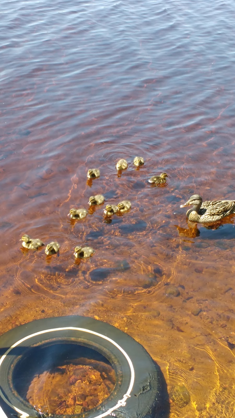 Cushing Lake Resort | idk, Thunder Bay, Unorganized, ON P0T 2Y0, Canada | Phone: (807) 986-2368