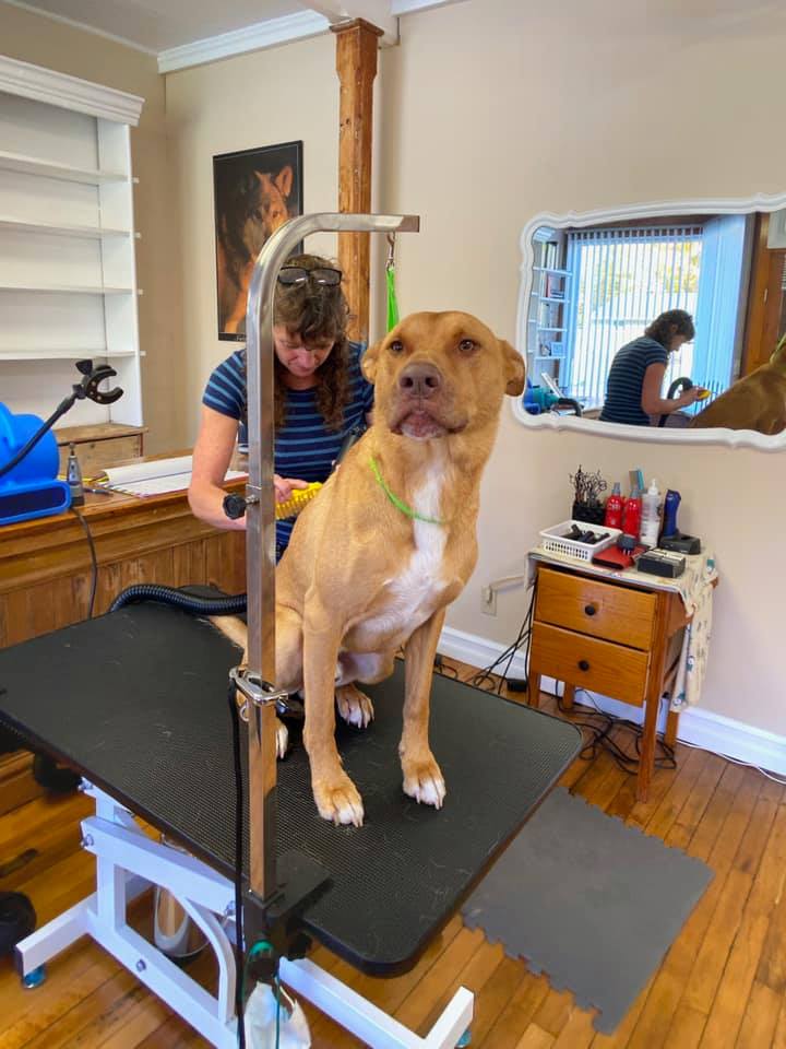 Plainfield Pup Cutz | 112 Hoskin Rd, Plainfield, ON K0K 2V0, Canada | Phone: (613) 848-4741