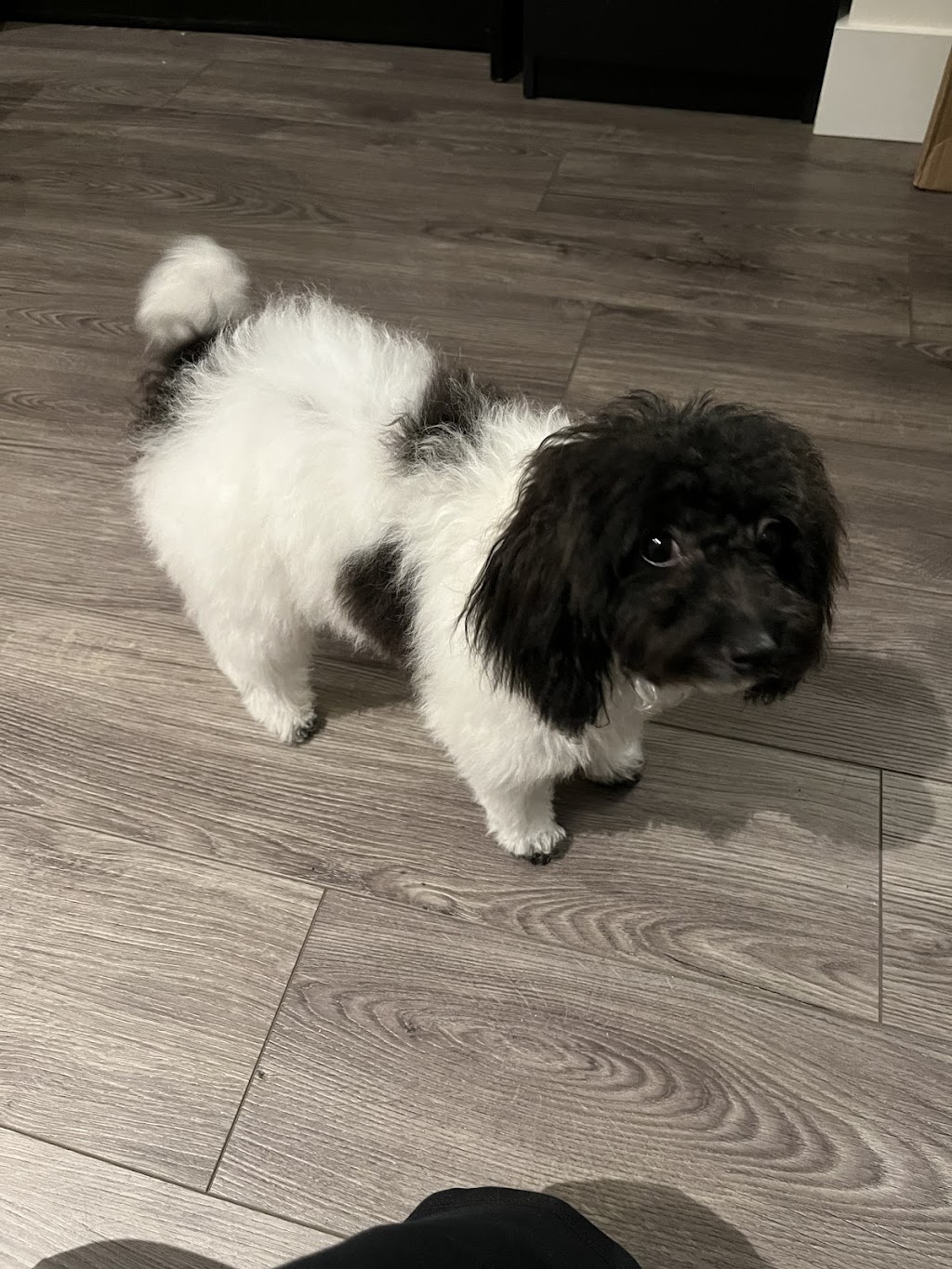 Good Pooch Spaw | 9036 208 St, Langley Twp, BC V1M 3K4, Canada | Phone: (604) 371-0438