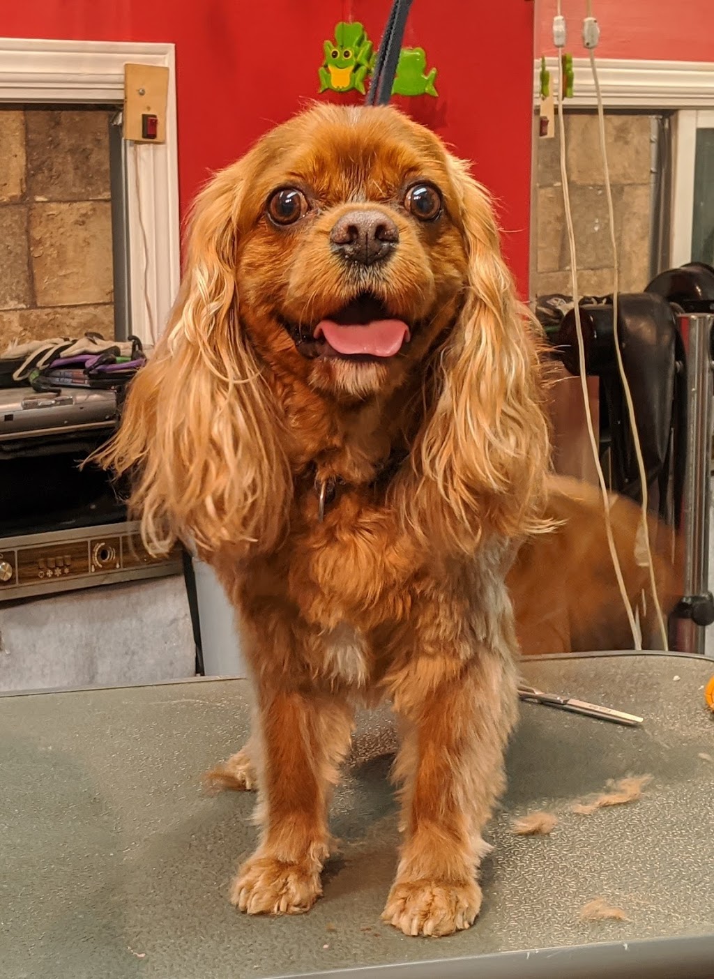 Shaggy Doos | 29 Laurie Crescent, Barrie, ON L4M 6C7, Canada | Phone: (705) 220-3667