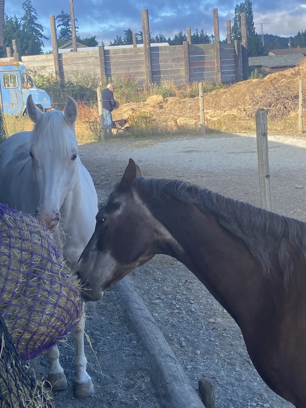 Phoenix Equestrian | Happy Valley Rd, Victoria, BC V9C 3Z3, Canada | Phone: (236) 464-0233