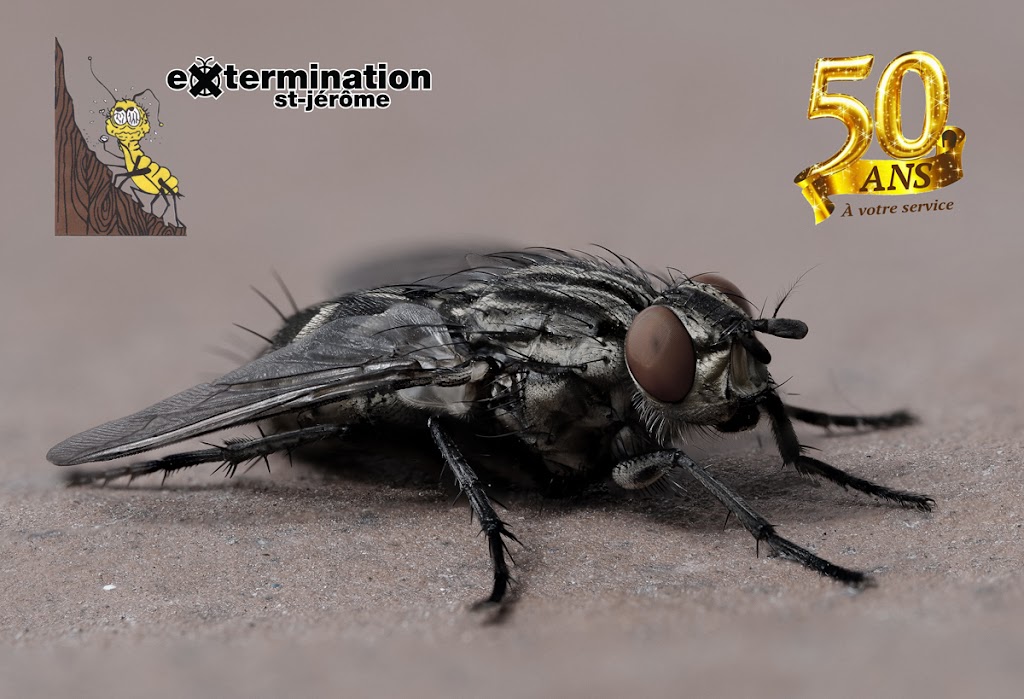 Extermination St-Jérôme inc. | 95 119e Av, Saint-Jérôme, QC J7Y 1A1, Canada | Phone: (450) 436-1779
