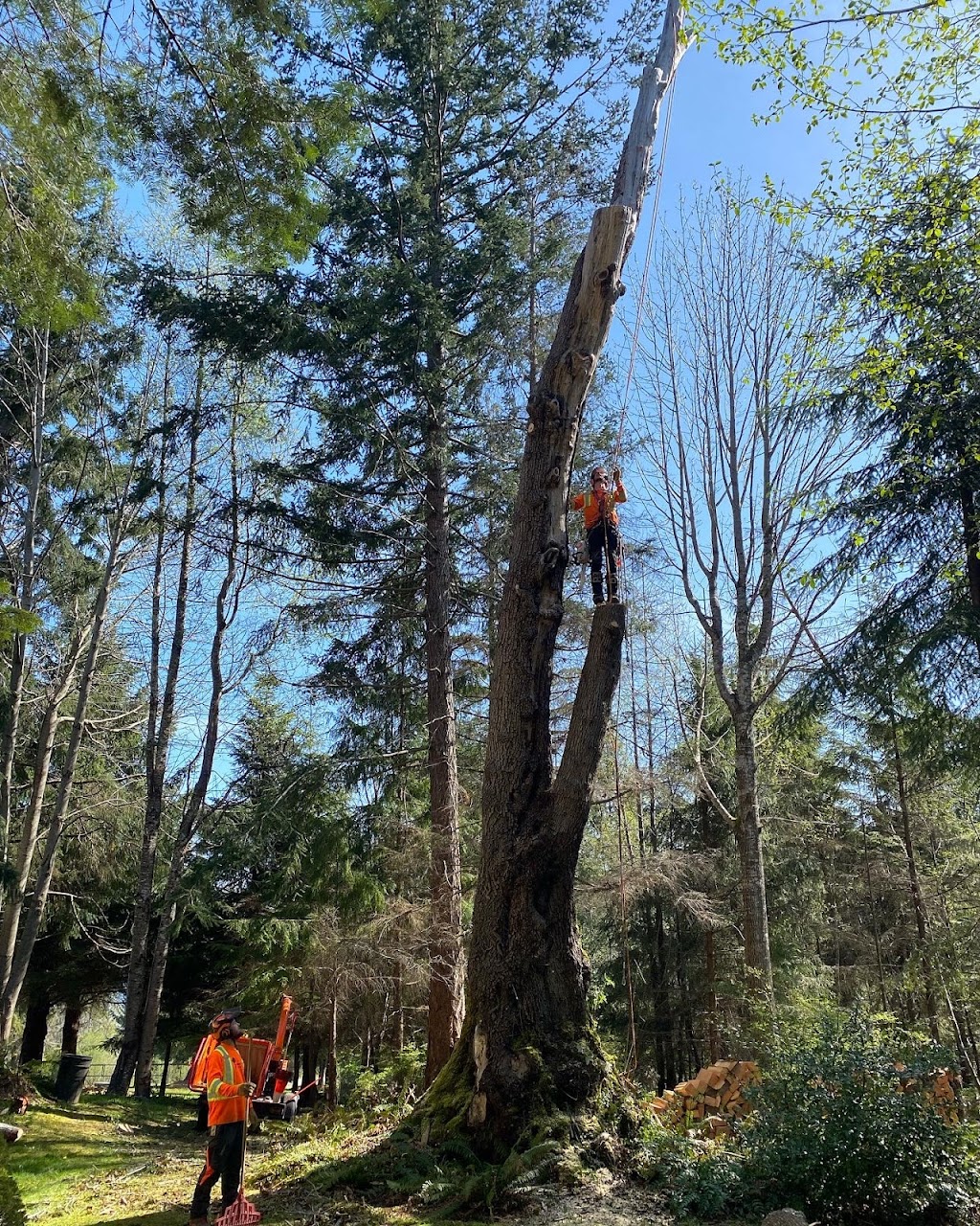 The Orange Tree Service | 1474 Hurford Ave, Courtenay, BC V9N 6X3, Canada | Phone: (250) 207-6764