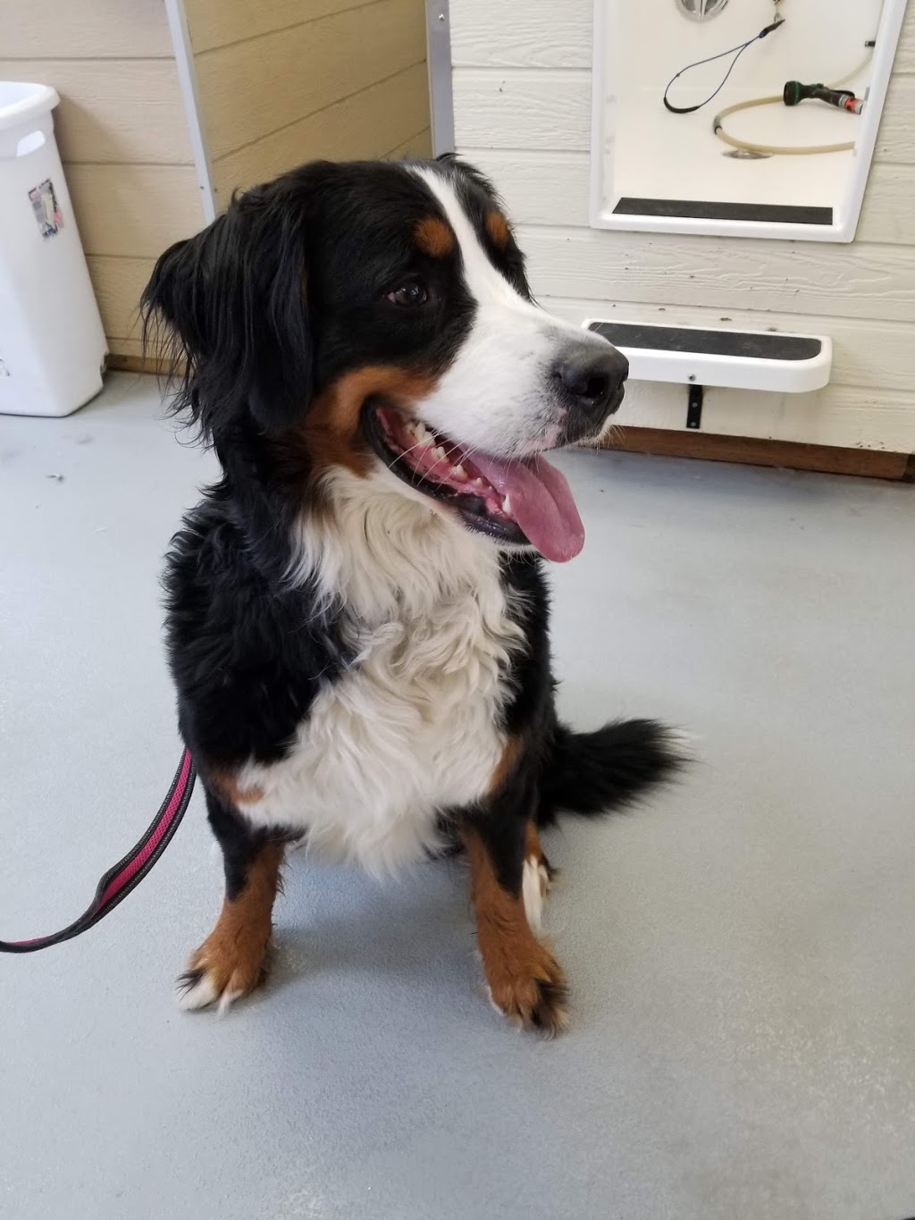 Paws in The Bath Dog Grooming | 1100 Gorham St #21, Newmarket, ON L3Y 8Y8, Canada | Phone: (905) 235-7227