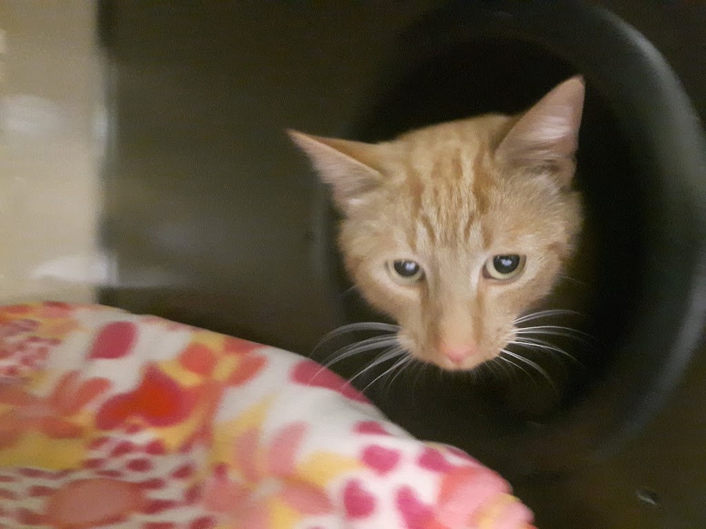 Pincher Creek Humane Society | 1086 Kettles St, Pincher Creek, AB T0K 1W0, Canada | Phone: (403) 627-5191