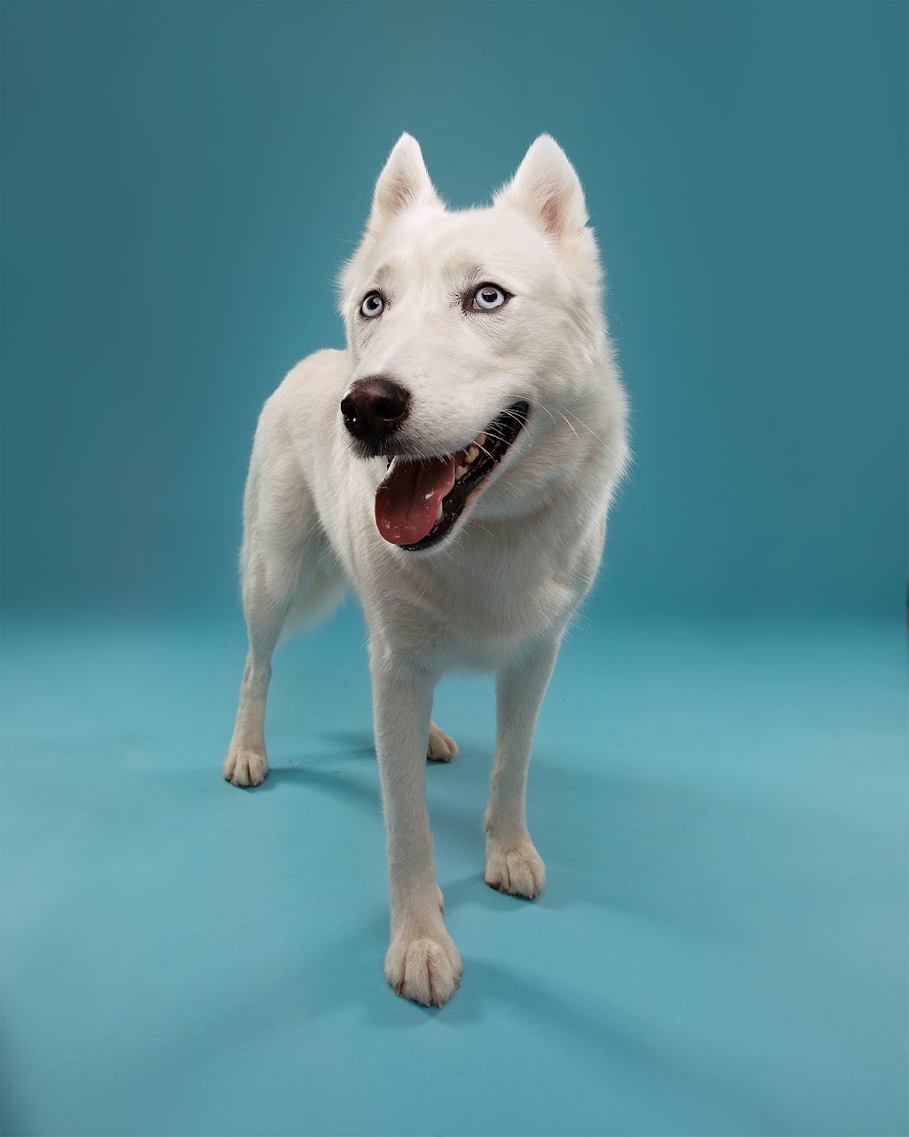 Muttshot Studio | 10 Poplar Plains Crescent, Toronto, ON M4V 1E8, Canada | Phone: (647) 453-2097