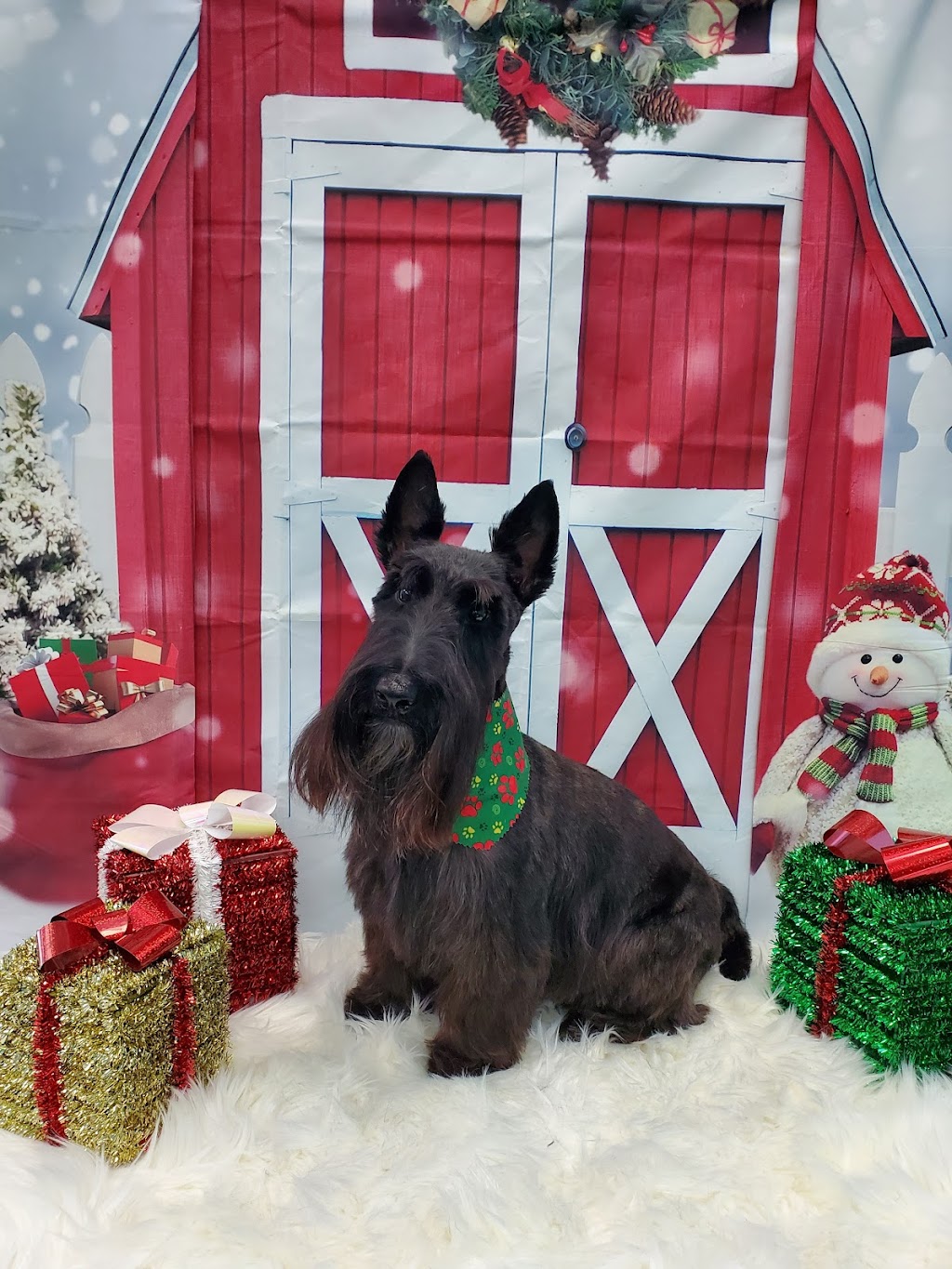 Fur Babies | 456 Vodden St E, Brampton, ON L6S 5V1, Canada | Phone: (905) 792-0428
