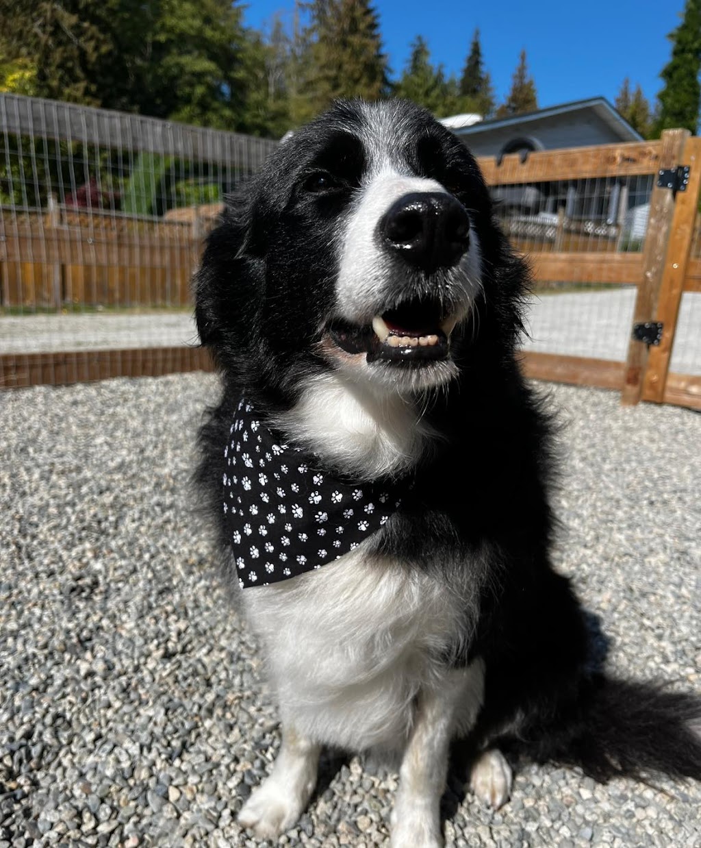 Highgrove Grooming Salon | 1853B Sunshine Coast Hwy, Roberts Creek, BC V0N 2W6, Canada | Phone: (604) 741-5515
