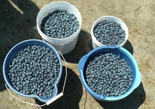 Blueberry farm | 4674 176 St, Surrey, BC V3S 0L5, Canada | Phone: (778) 869-8220