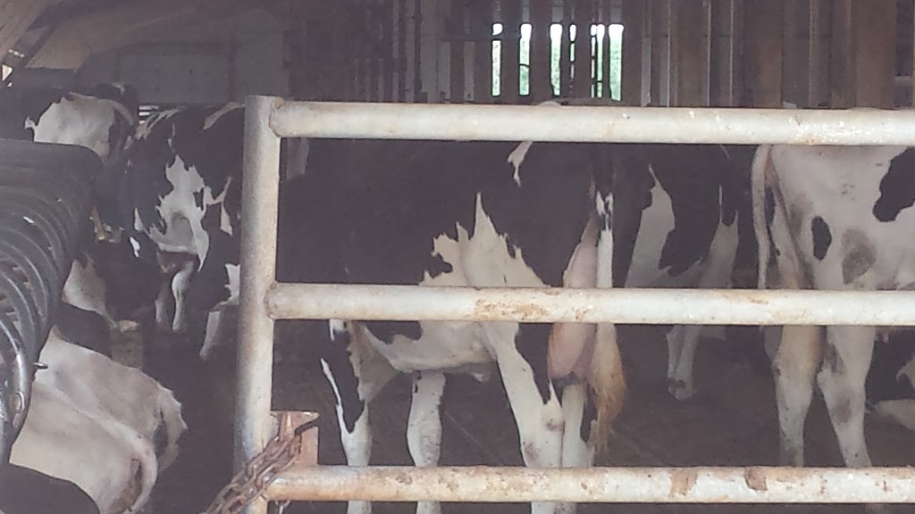 Thamar Farms Limited | 425055, Range Rd 252, Ponoka, AB T0C 0Y0, Canada | Phone: (403) 783-8784