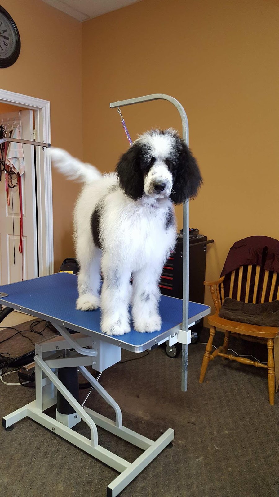 Absolutely Furrrbulous Canine Education Center and Grooming | point of interest | 180 Parsons Rd UNIT 19, Alliston, ON L9R 1E8, Canada | 7054340102 OR +1 705-434-0102