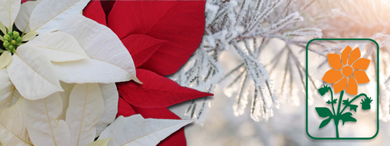 Scharringa Greenhouses Ltd | 379 Concession 4 W, Waterdown, ON L0R 2H2, Canada | Phone: (905) 689-5910
