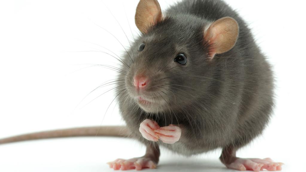 Island Pest Control | 2505 Sylvester Rd, Shawnigan Lake, BC V0R 2W2, Canada | Phone: (250) 748-2696