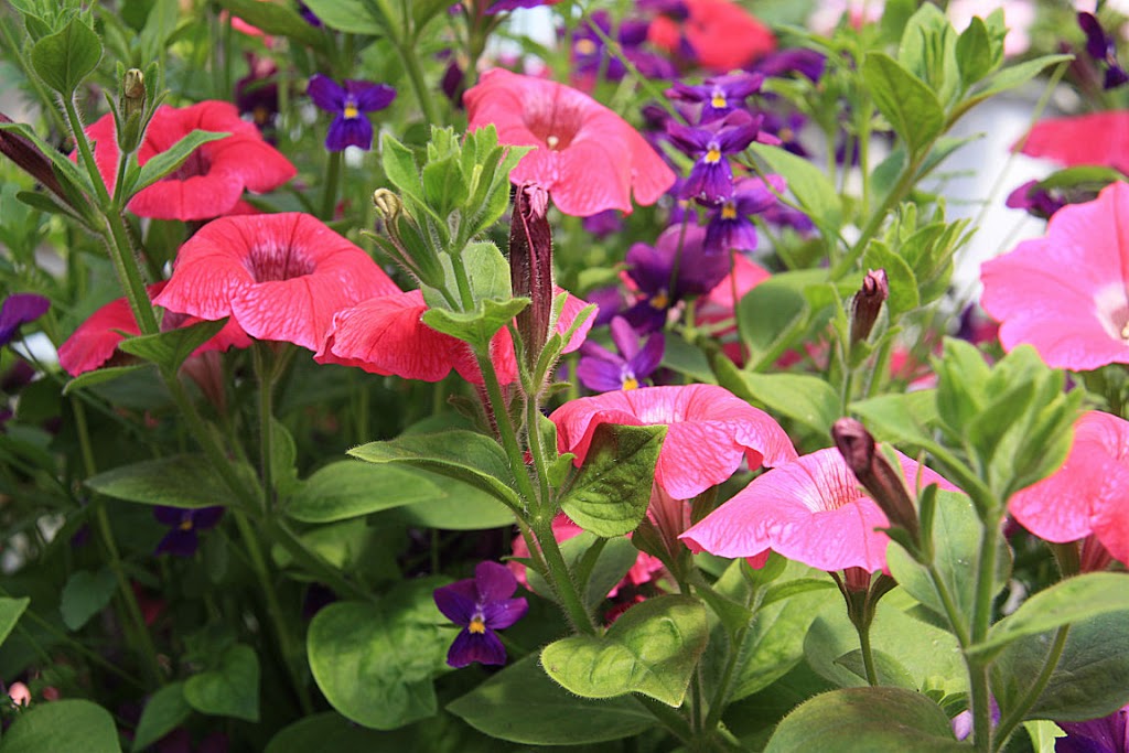 U & K Greenhouses Ltd | 5 Miles North of Indian Head on Highway 56 Call for Hours of Operation, Indian Head, SK S0G 2K0, Canada | Phone: (306) 695-2056