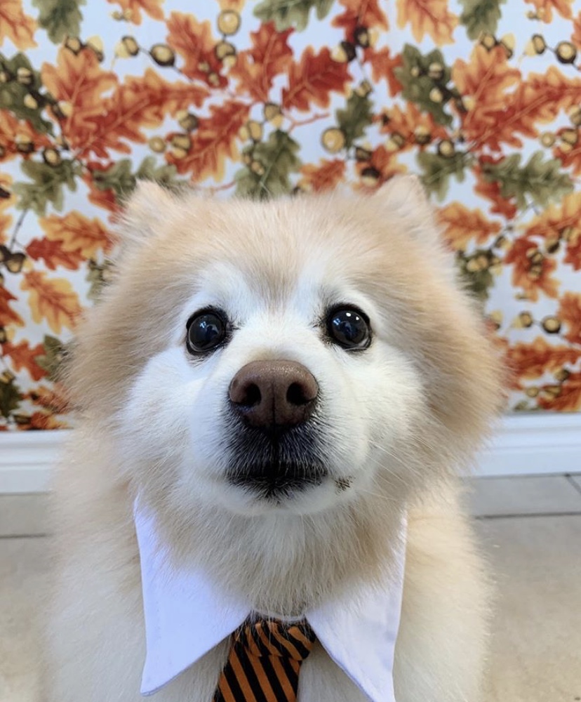 Hearts and Paws Dog Grooming | 1277 Bridge St, New Dundee, ON N0B 2E0, Canada | Phone: (226) 789-2902