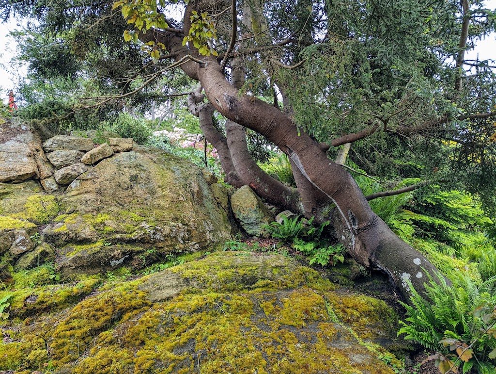 Abkhazi Garden | 1964 Fairfield Rd, Victoria, BC V8S 1H2, Canada | Phone: (778) 265-6466