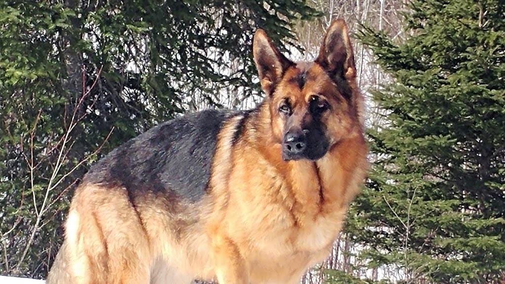 Crossroads Veterinary Clinic (CVC) | Arthur St W, Rosslyn, ON P7K 0P3, Canada | Phone: (807) 939-2616
