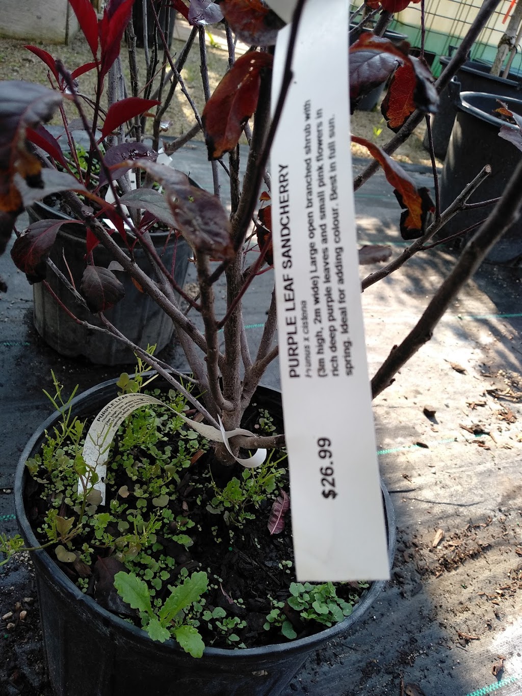 Four Seasons Garden Centre | 2160 Albion Rd, Etobicoke, ON M9W 6P4, Canada | Phone: (416) 675-1041