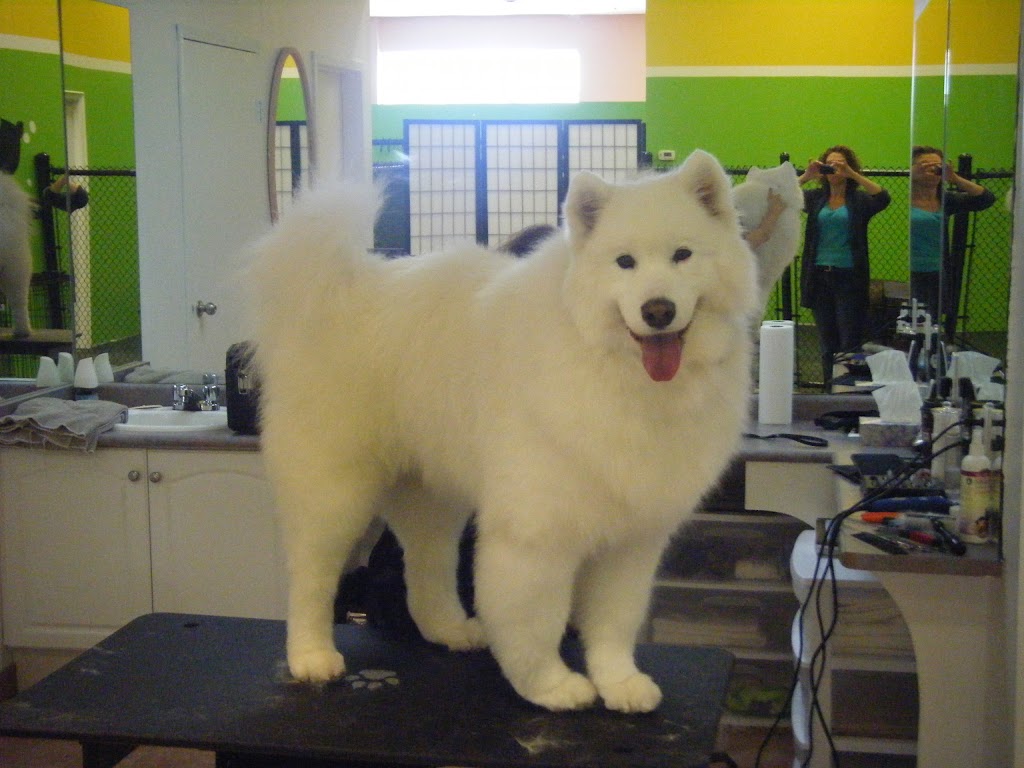 Canine Comforts | 12612 Hwy 50 #11a, Bolton, ON L7E 1T6, Canada | Phone: (905) 857-2733