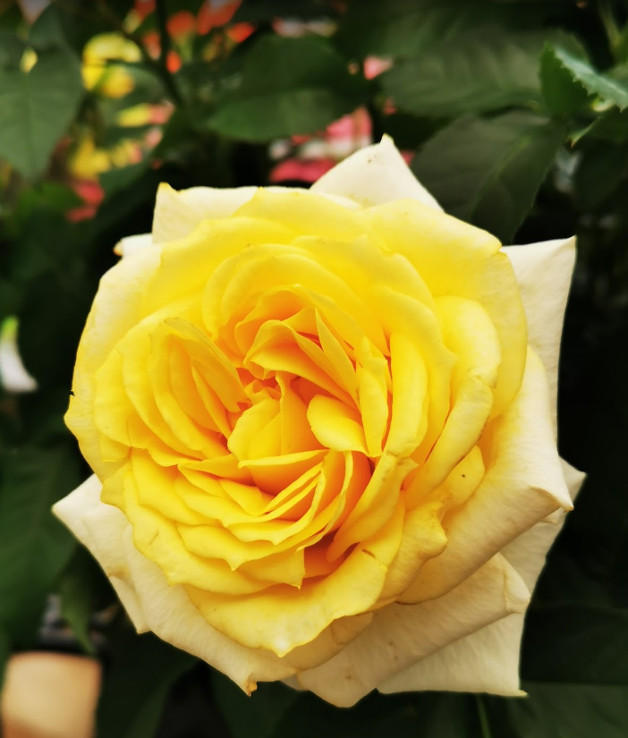 DaJue Garden 大觉艺圃 | 8451 No 5 Rd, Richmond, BC V6Y 2V5, Canada | Phone: (604) 277-0871