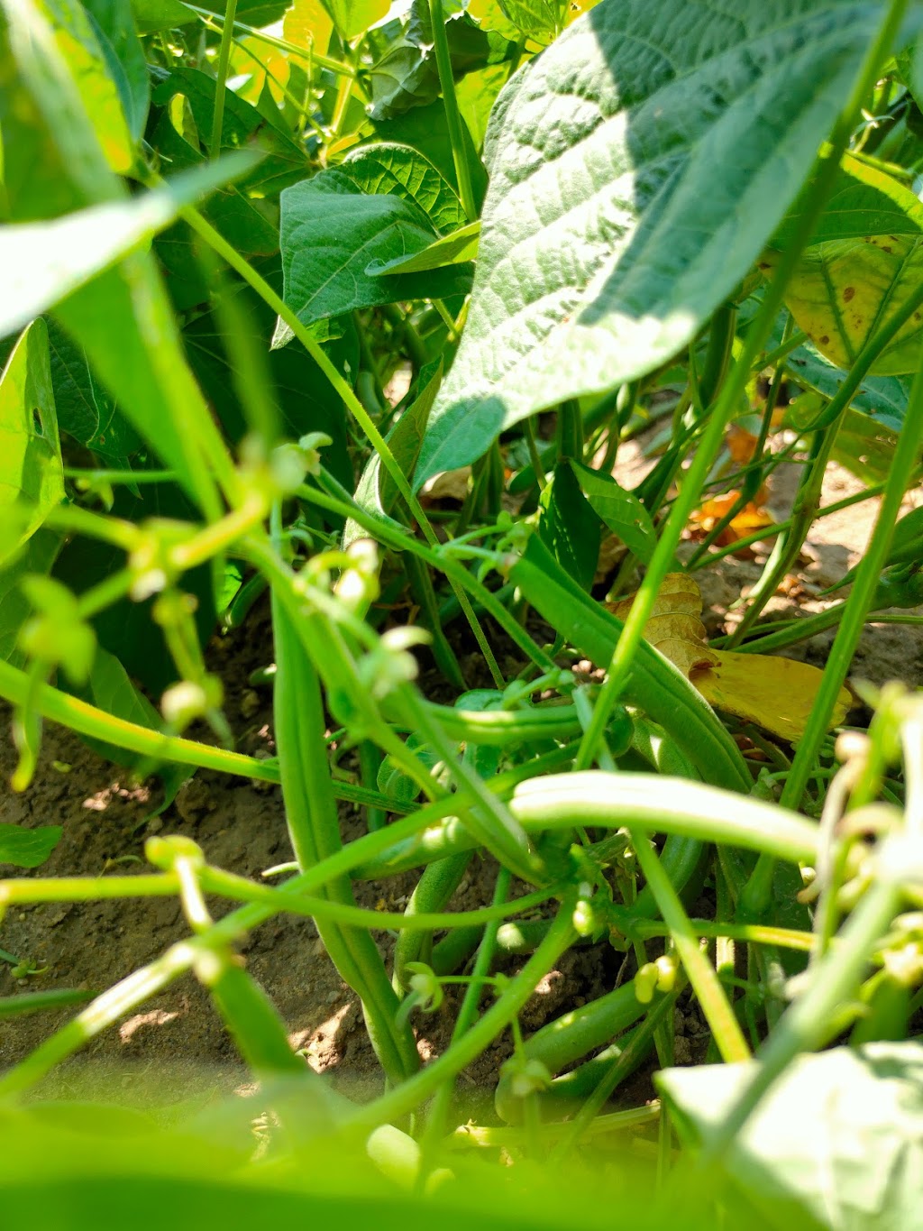Pardos Berrie Farm | 7951 Talbot Trail, Blenheim, ON N0P 1A0, Canada | Phone: (519) 676-2008