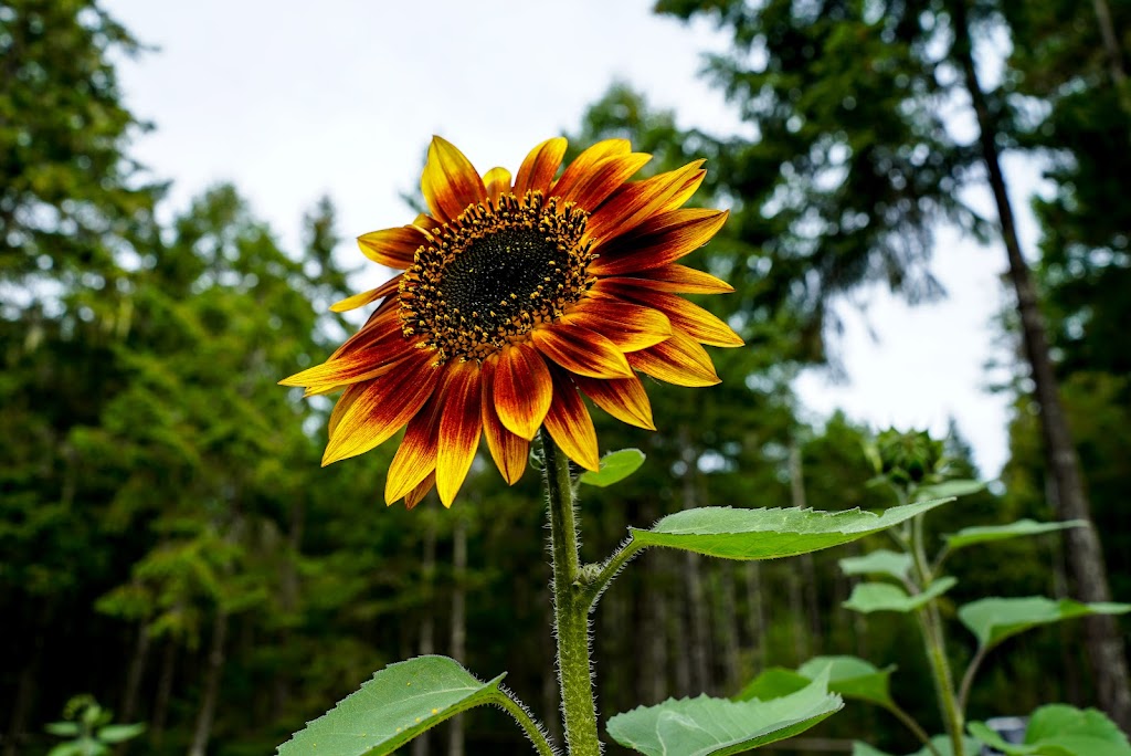 Flower Beds Farm | 707 Spider Lake Rd, Qualicum Beach, BC V9K 2L7, Canada | Phone: (250) 619-4414