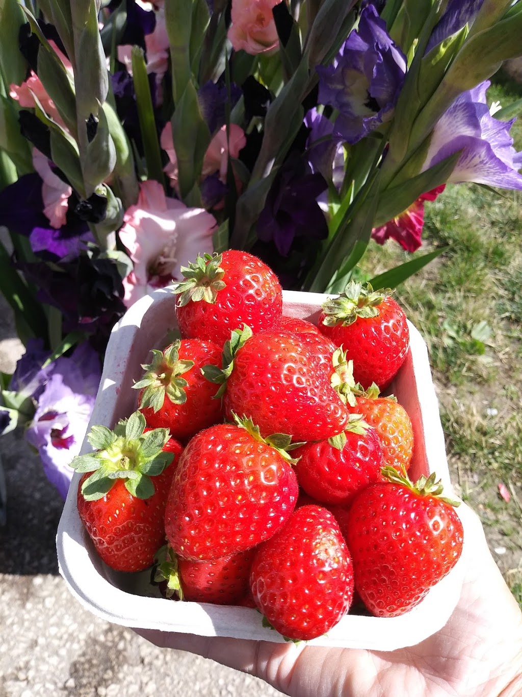 Hi-Berry Farm | 5639 ON-21, Port Elgin, ON N0H 2C6, Canada | Phone: (519) 832-5283