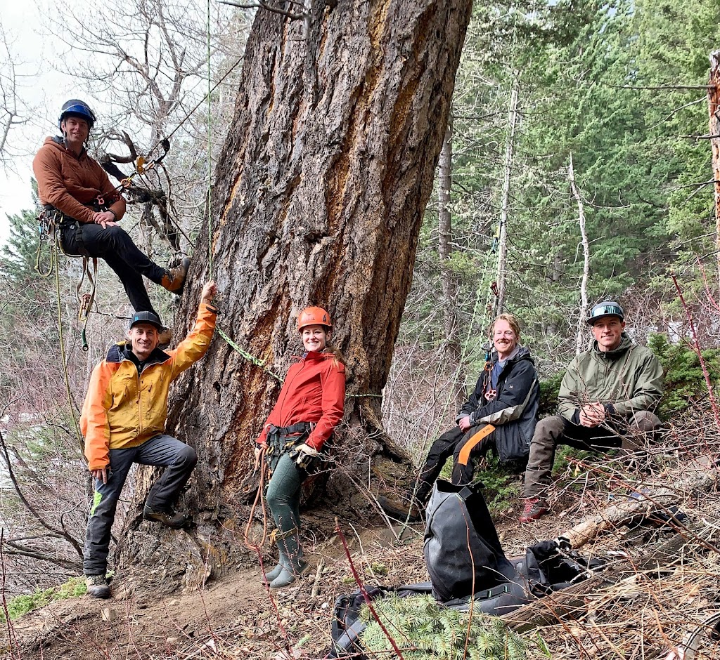 Alpine Precision Tree Services Ltd. | Unit 11, #1 Cougar Mountain Cres, Exshaw, AB T0L 2C0, Canada | Phone: (403) 678-7312