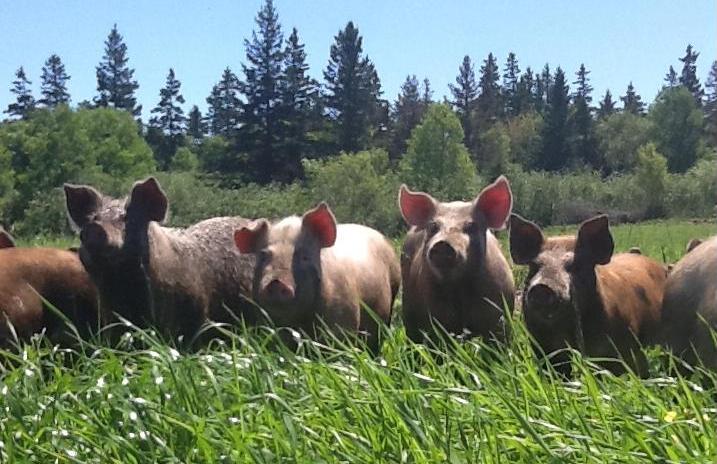 Wild Mountain Farm | 8 Old Baxters Mill Road RR#5, Canning, NS B0P 1H0, Canada | Phone: (902) 670-0860
