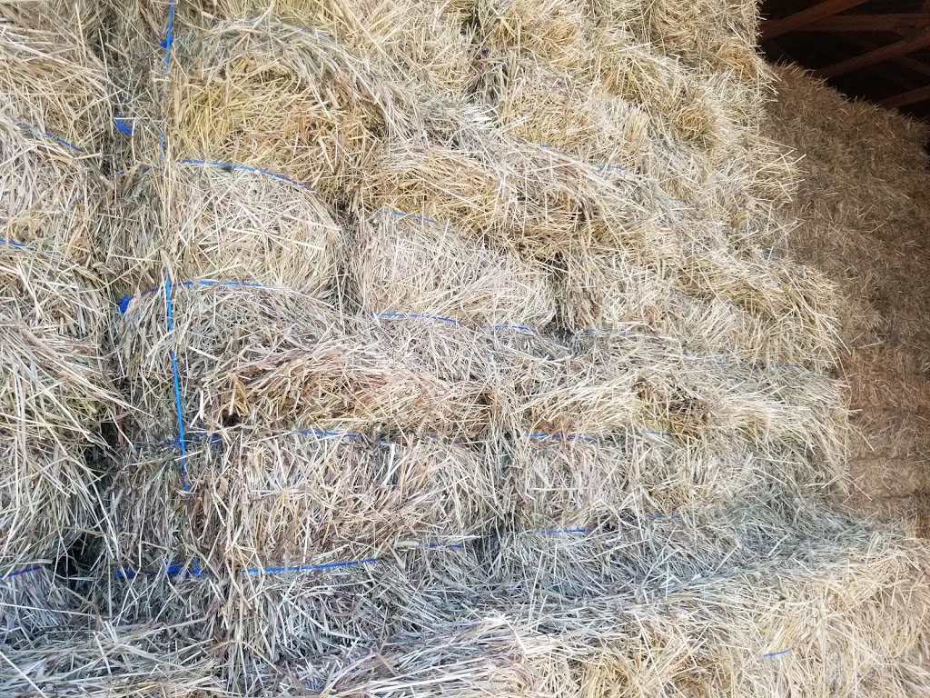 Sandstone Farm | 2903 Queens Line, Foresters Falls, ON K0J 1V0, Canada | Phone: (613) 646-9557