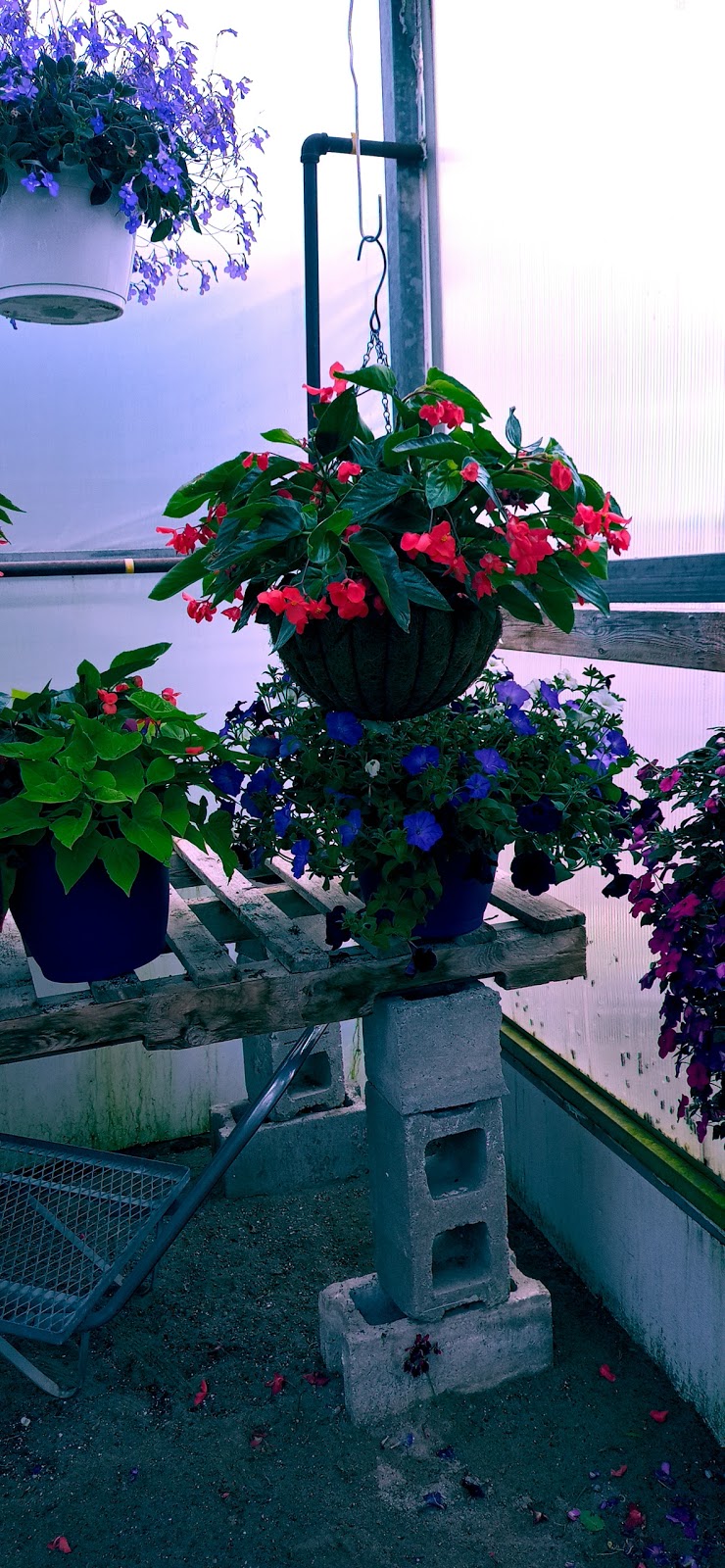 Viking Nursery | 4930 Sully Rd, Gores Landing, ON K0K 2E0, Canada | Phone: (905) 342-2537