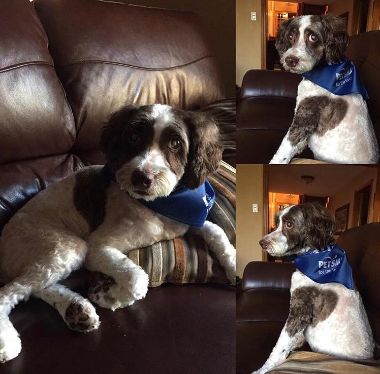 vip puppy spa | 192 View N Ct, Woodbridge, ON L4L 8S3, Canada | Phone: (647) 472-2474
