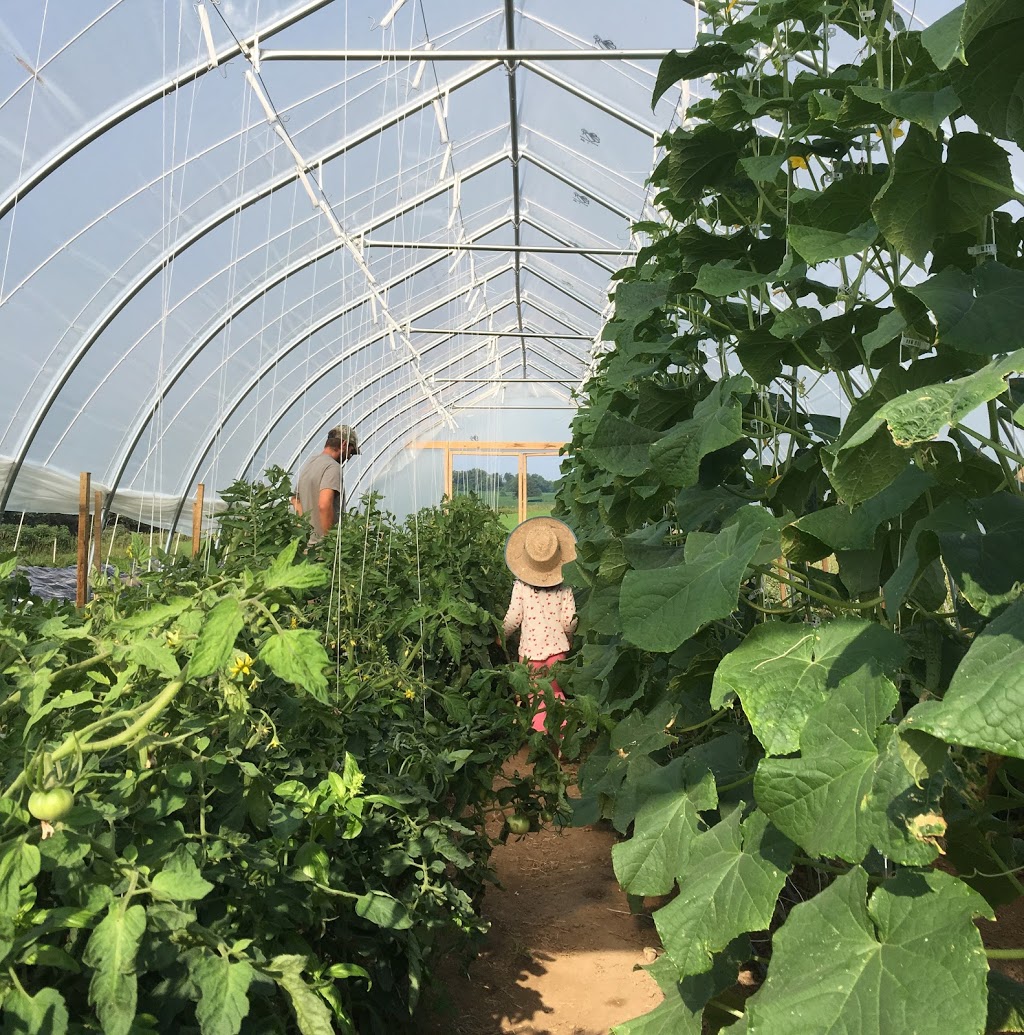 Wayward Farm | 2669 Carmel-Koch Rd, Baden, ON N3A 3R9, Canada | Phone: (519) 277-6072