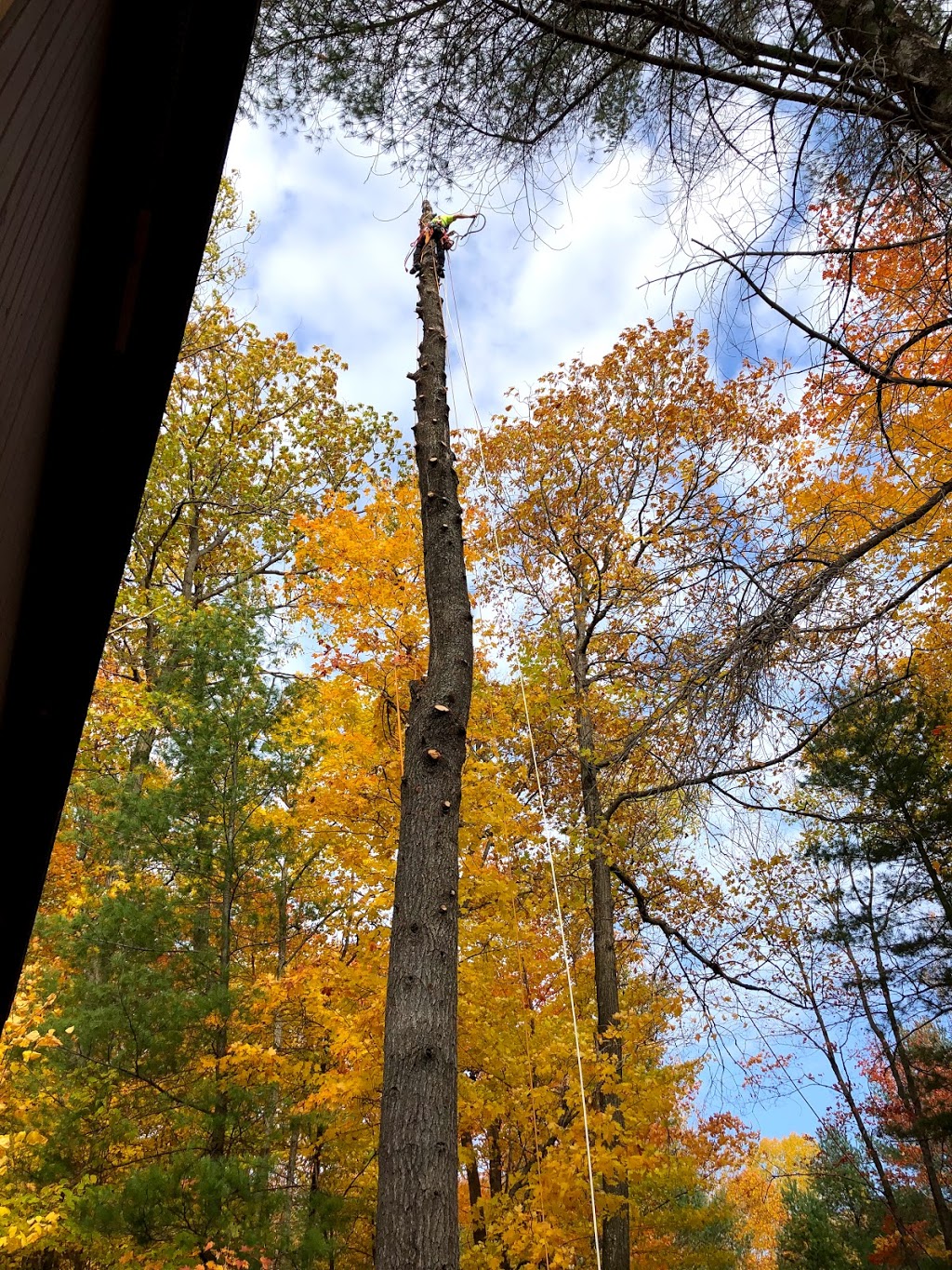 Paton Tree Services | 861 Riverlea Rd, Huntsville, ON P1H 1X5, Canada | Phone: (705) 349-0924