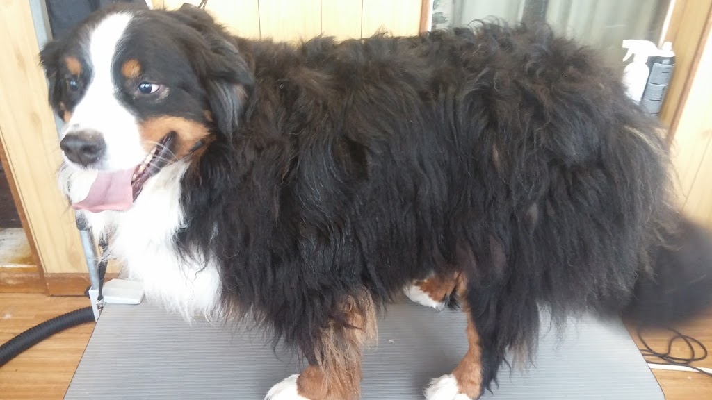 JP Grooming | 11 Shannon Rd, Bloomfield, ON K0K 1G0, Canada | Phone: (613) 848-5882