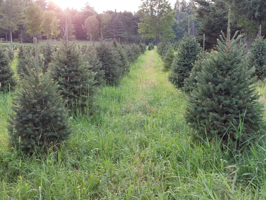 Sernoskies Tree Farm | 760 Griffith Wagner Rd, Golden Lake, ON K0J 1X0, Canada | Phone: (613) 757-1940
