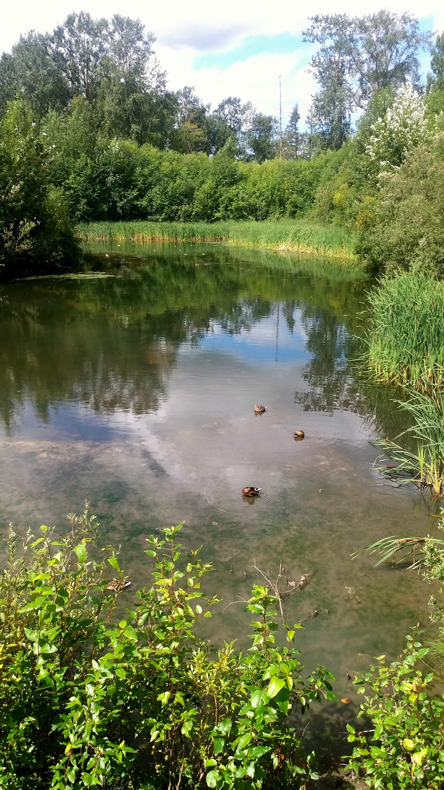 North Creek Duck Pond | 18590 70 Ave, Surrey, BC V4N 6B6, Canada